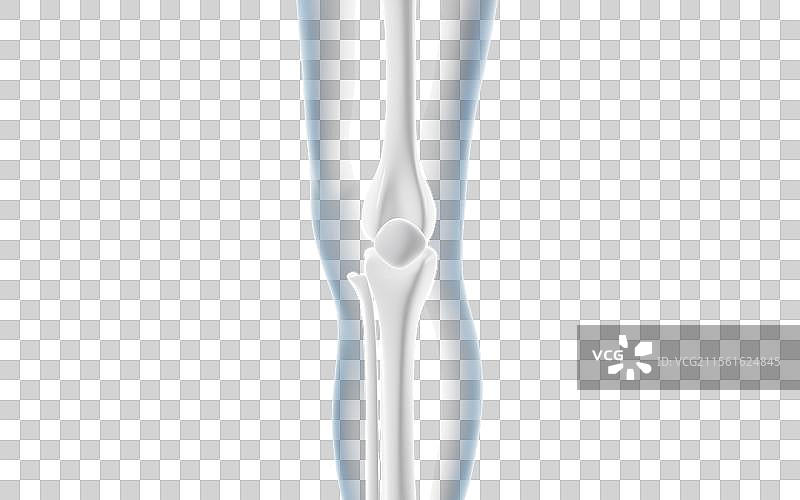 人类腿骨膝盖骨模型3D渲染图片素材