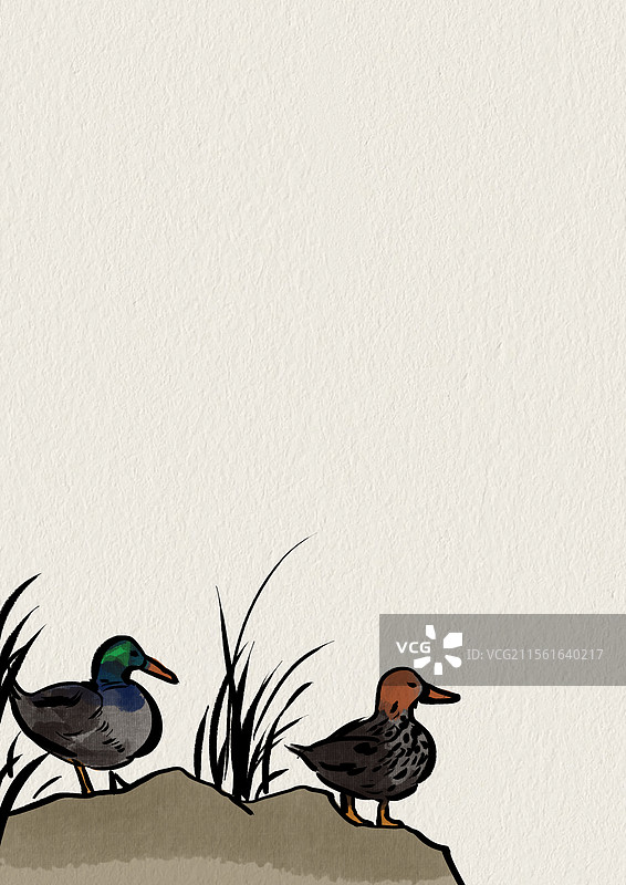 野外户外大自然生态水边沼泽草地野草芦苇锦鸡野鸡野鸭小鸡禽类飞鸟动物鸳鸯资讯插画图片素材