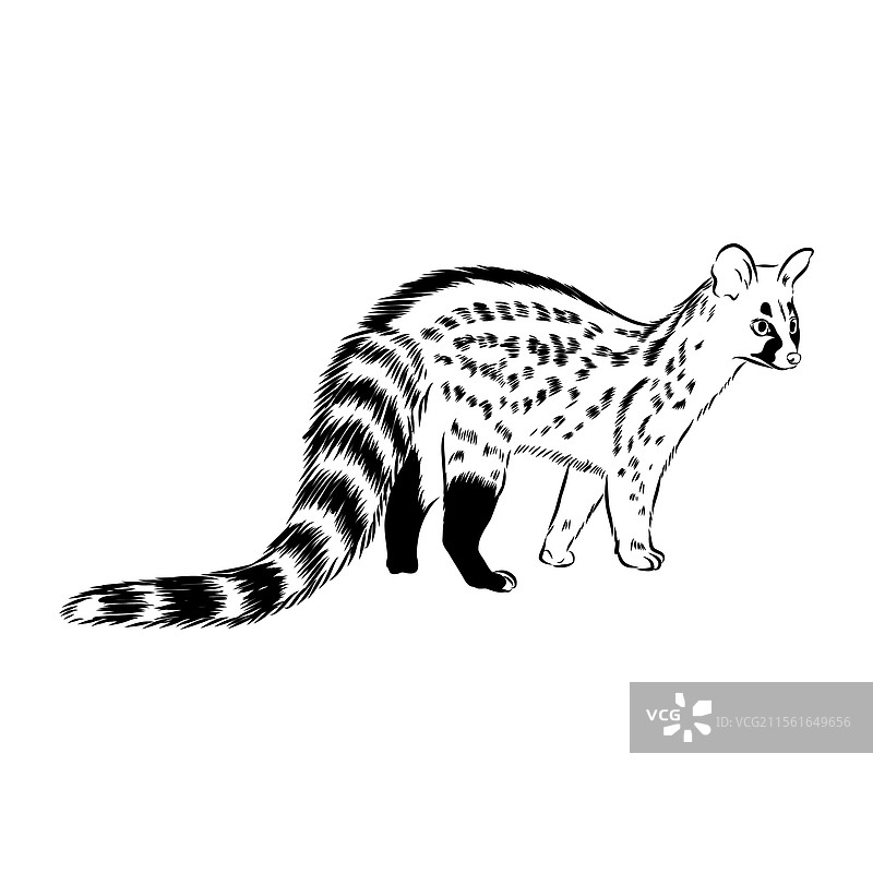 手绘的亚洲棕榈貓逼真素描图片素材