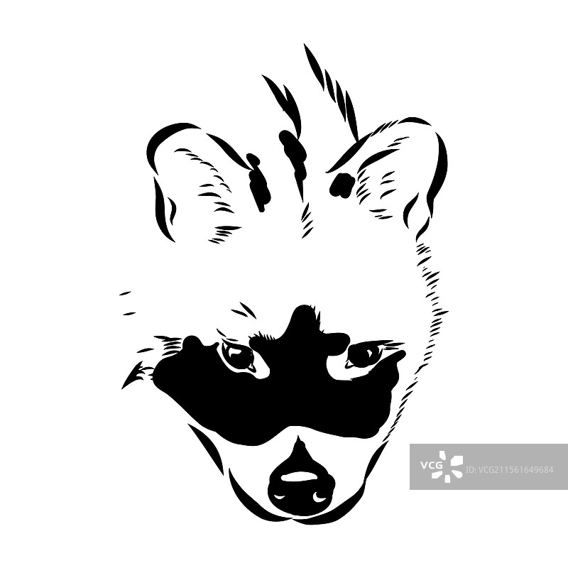 手绘的亚洲果子狸逼真素描图片素材