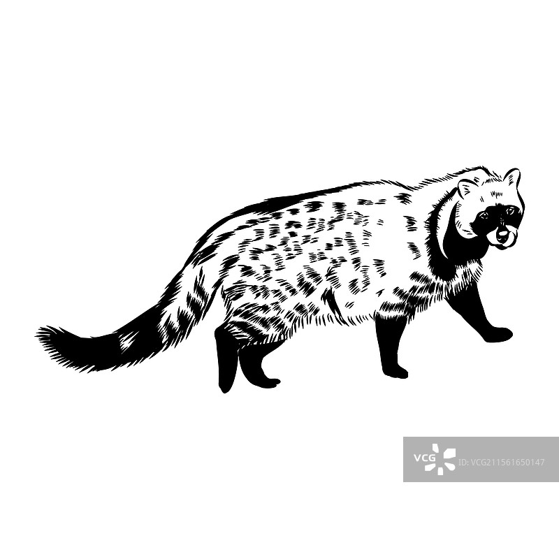 手绘的亚洲果子狸逼真素描图片素材