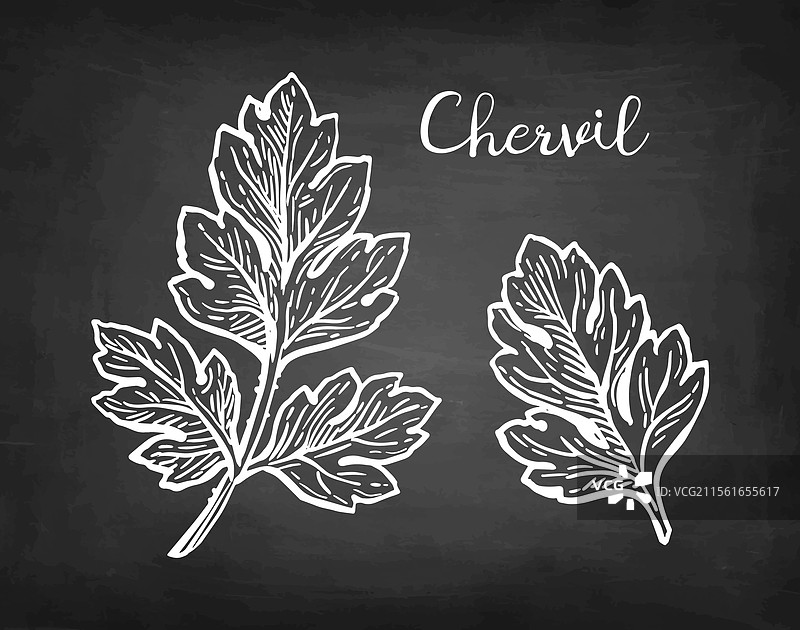香芹草的粉笔素描图片素材