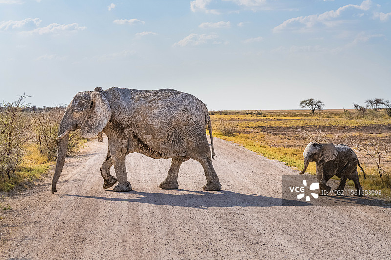 纳米比亚埃托沙自然保护区大象图片素材