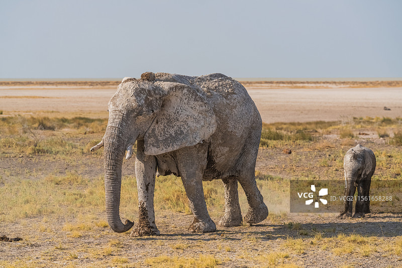 纳米比亚埃托沙自然保护区大象图片素材