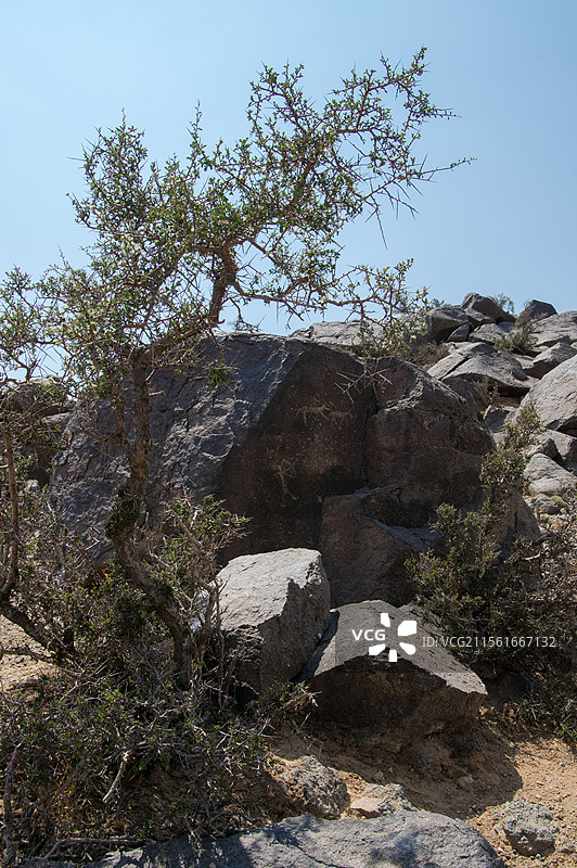 阴山岩画——远古图腾  文化瑰宝图片素材