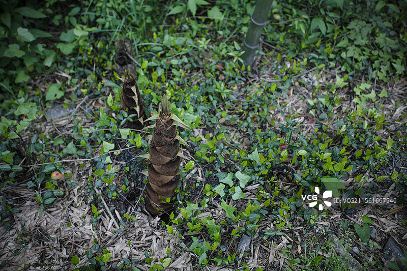 竹笋图片素材