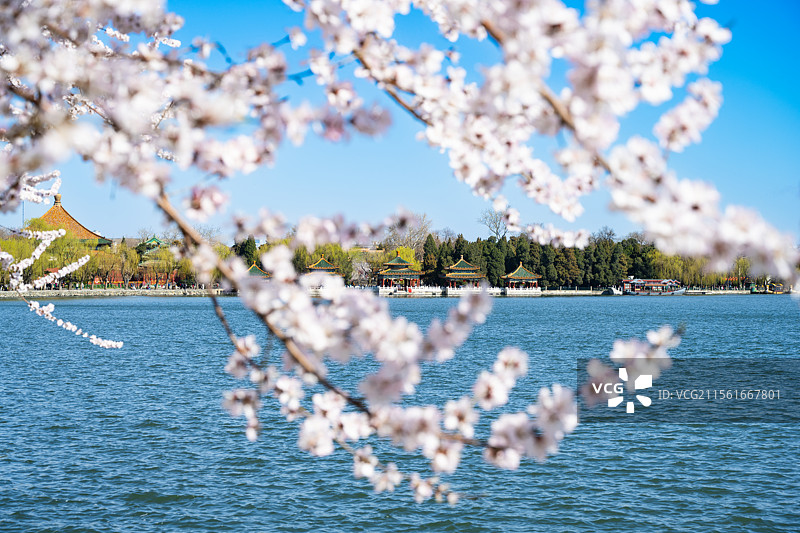 北海公园五龙亭桃花图片素材