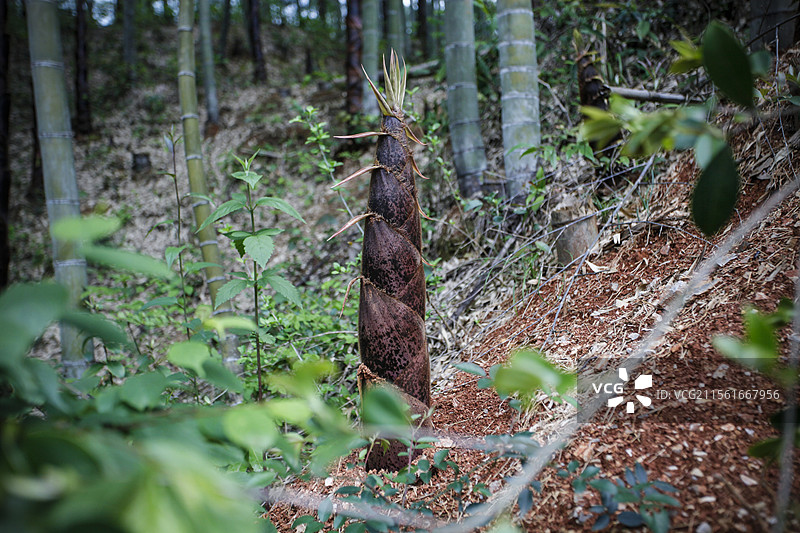竹笋图片素材
