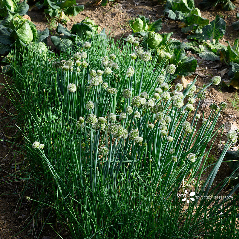 大蒜开花，大蒜的花苞图片素材