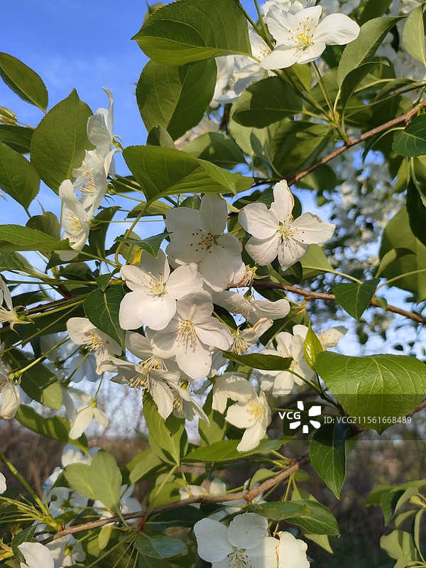 小白花图片素材