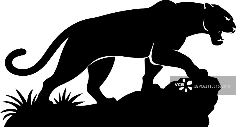 优雅的野生黑豹剪影图片素材