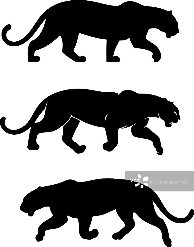 优雅的野生黑豹剪影图片素材