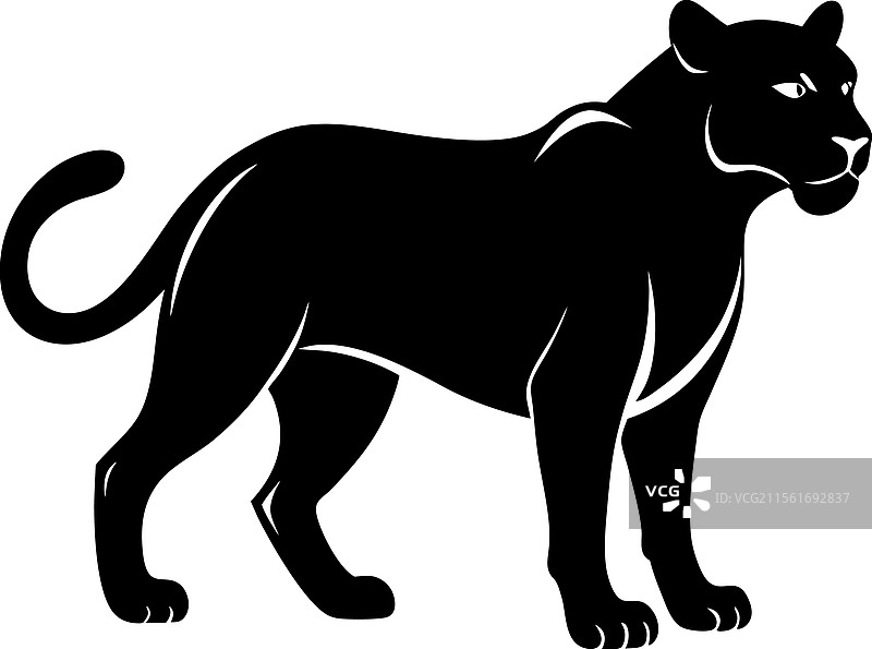 优雅的野生黑豹剪影图片素材