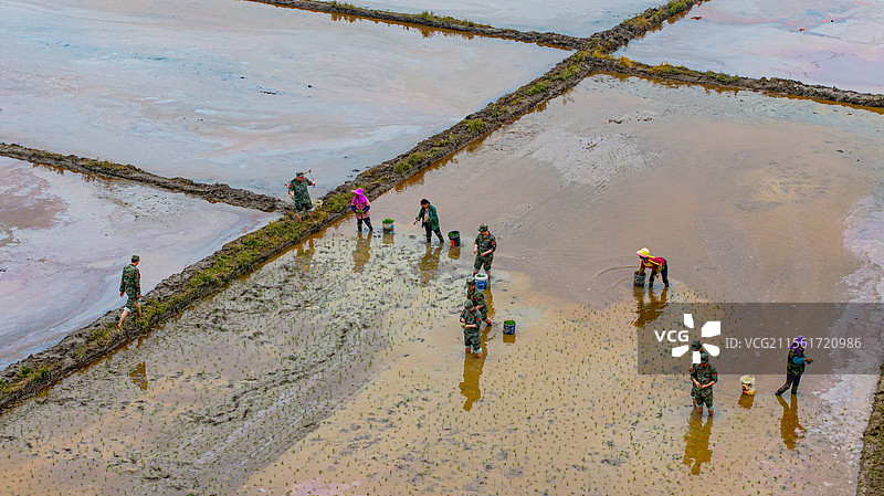 江西峡江：农耕好时节 民兵抛秧忙图片素材