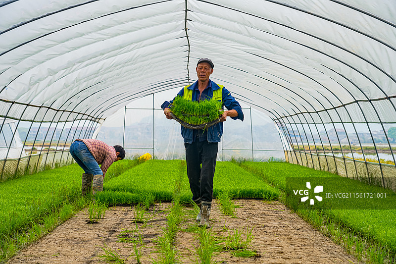 江西峡江：农耕好时节 民兵抛秧忙图片素材