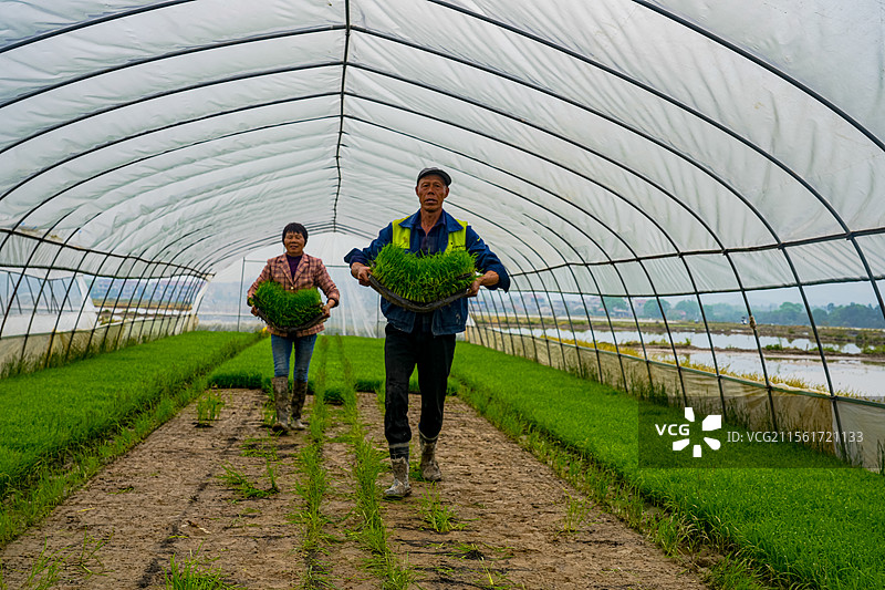 江西峡江：农耕好时节 民兵抛秧忙图片素材