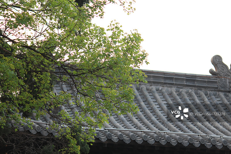 春天五角枫的花图片素材