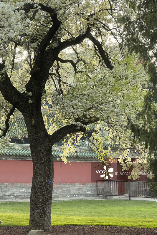 北京天坛公园古老的杜梨花盛开图片素材