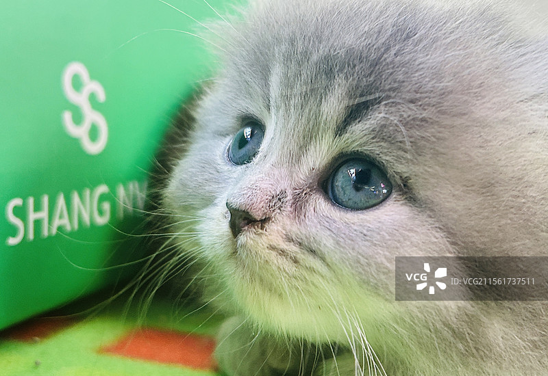 可爱的小猫咪图片素材