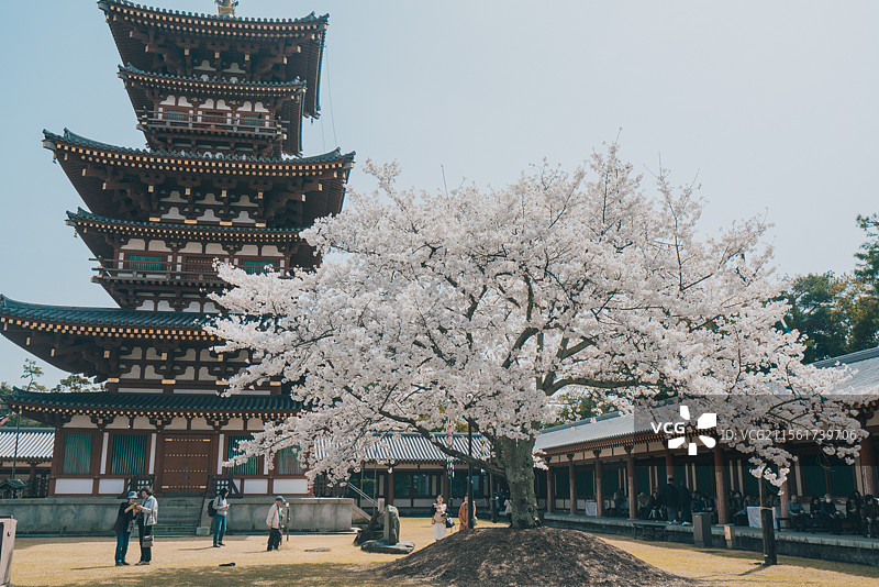 春日奈良药师寺和若草山图片素材