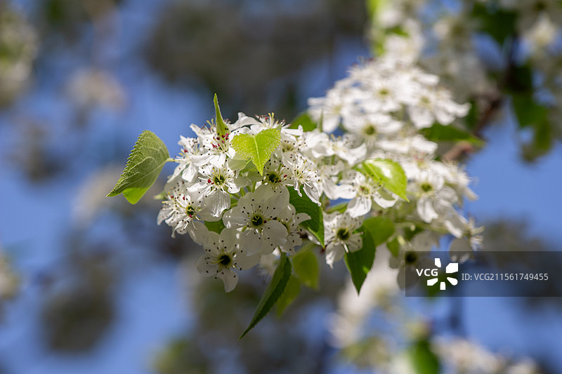 天坛公园杜梨神树盛开的花枝特写图片素材