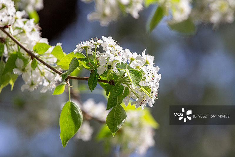 天坛公园杜梨神树盛开的花枝特写图片素材