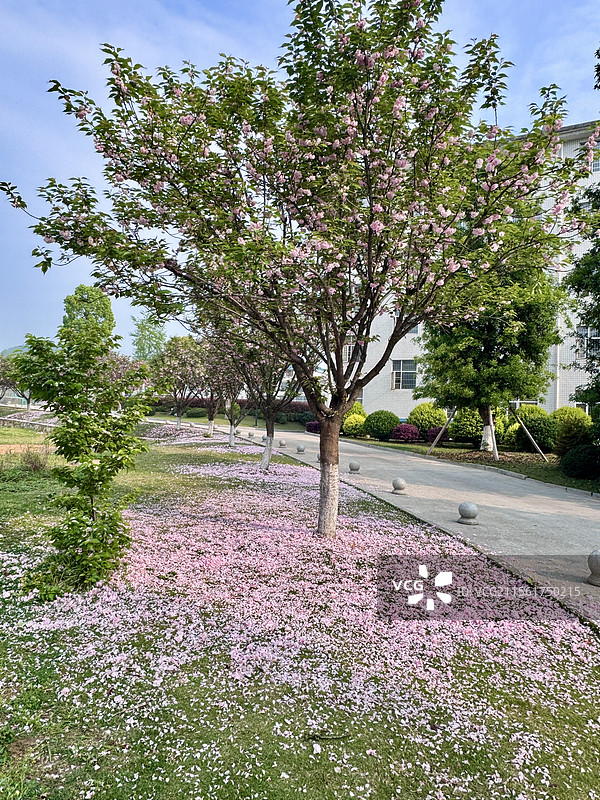校园里的樱花树图片素材