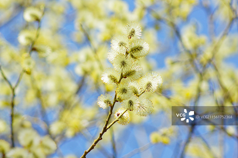 春季蓝天下开花的黄花柳特写，春天户外自然风光，植物树木花卉，柳树花特写微距，立春春分清明，踏春春游图片素材