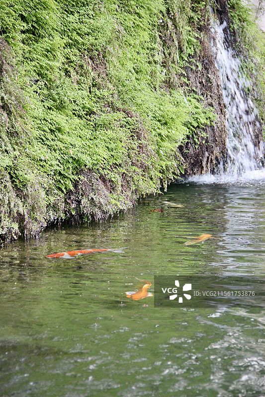 龙门石窟禹王池锦鲤图片素材