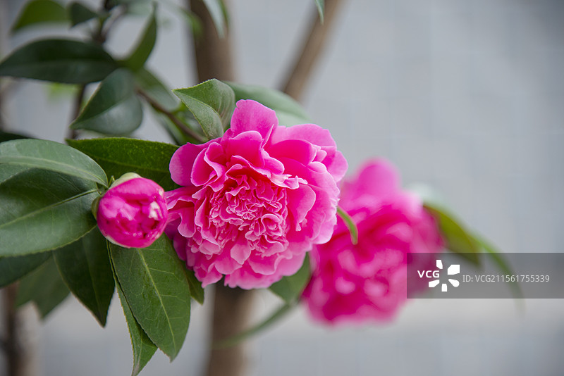 生机勃勃的早春：盛开的茶花和茶花花骨朵图片素材