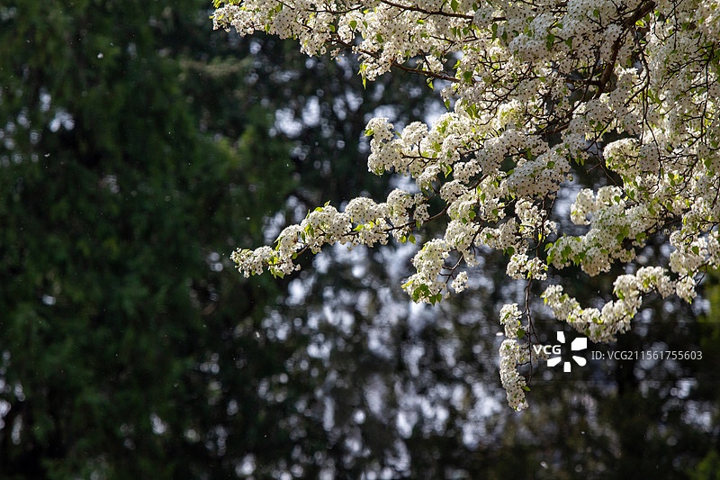 天坛公园盛开的杜梨花枝图片素材