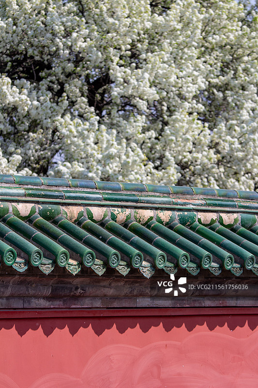 天坛公园盛开的杜梨前的琉璃瓦和红墙图片素材