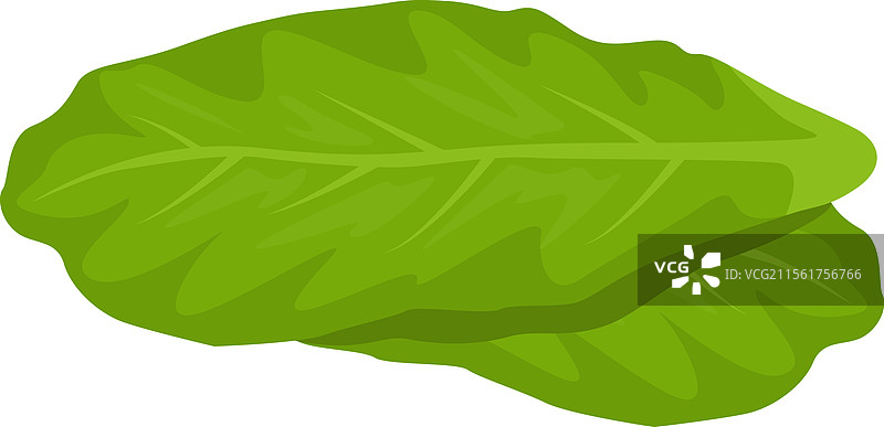 鲜艳的绿色酸模叶子重叠在一起图片素材