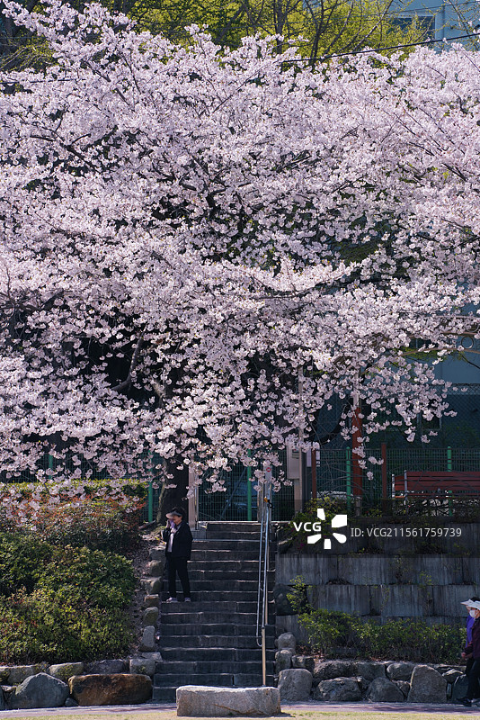 春天路边的樱花景色图片素材