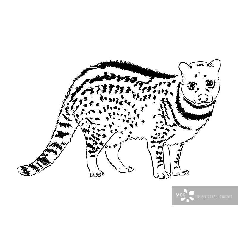 手绘的亚洲棕榈狸逼真素描图片素材