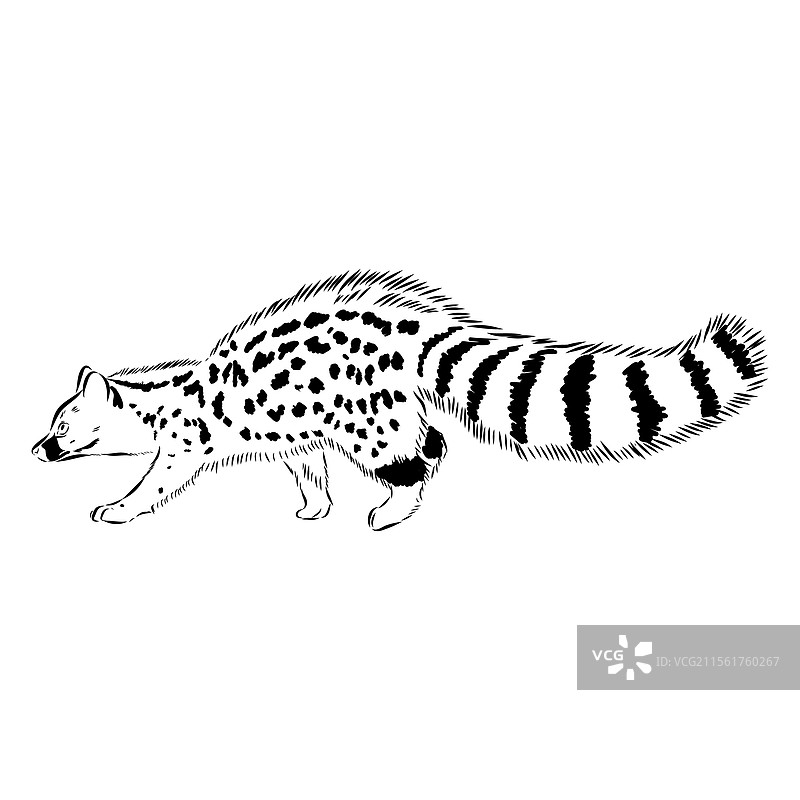 手绘的亚洲果子狸逼真素描图片素材