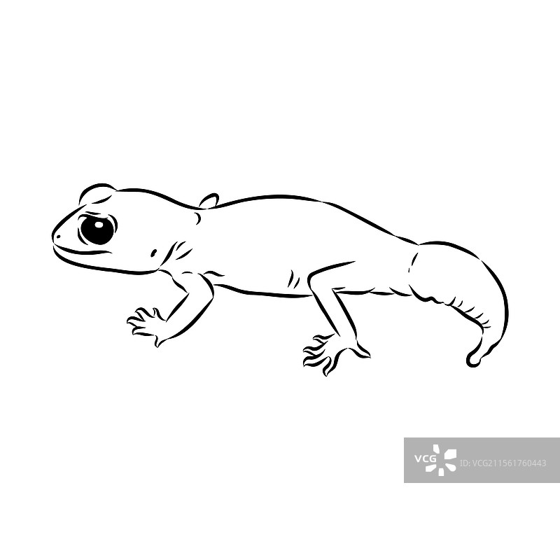 澳大利亚背景上的壁虎轮廓图片素材