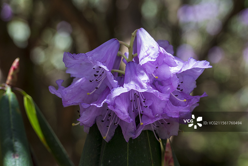 都江堰龙池国家森林公园高山杜鹃花图片素材