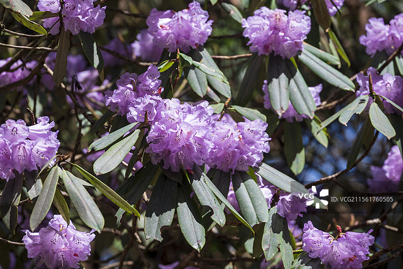 都江堰龙池国家森林公园高山杜鹃花图片素材