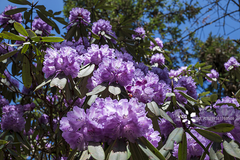 都江堰龙池国家森林公园高山杜鹃花图片素材
