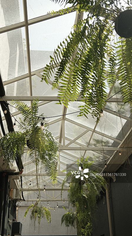 玻璃阳光房中的植物图片素材