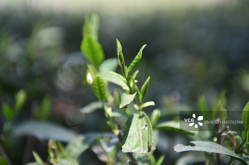 安徽六安：中国十大名茶六安瓜片茶园图片素材