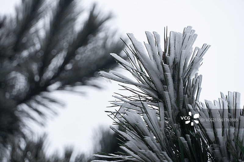 雾凇。冬季凝结在松叶上的雾凇，顺着风的方向一根根的凝结在一起。图片素材