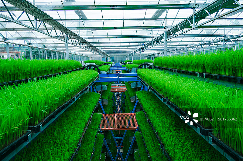 水稻自动育秧系统图片素材