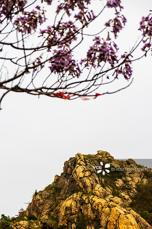 泡桐花盛开的时节-连云港桃花涧锦屏山风光图片素材