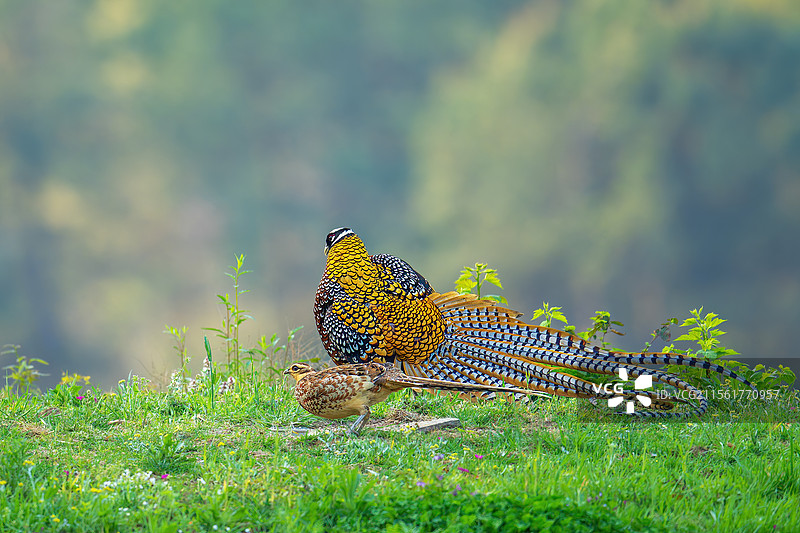 凤求凰图片素材
