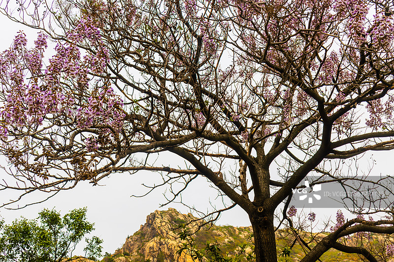 泡桐花盛开的时节-连云港桃花涧锦屏山风光图片素材