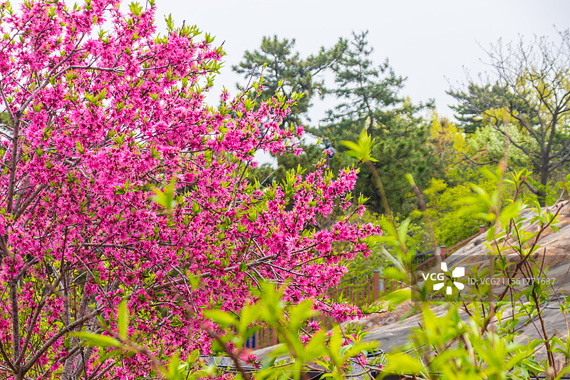 桃花-连云港桃花涧将军崖图片素材