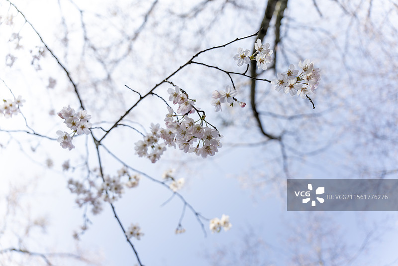 贵州平坝樱花图片素材