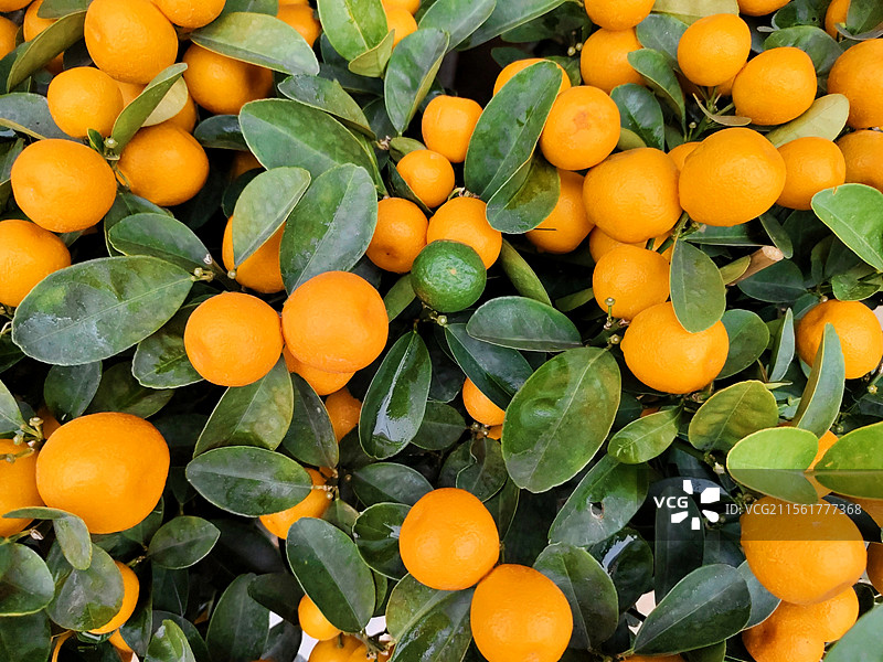 金橘 金桔 小橘子 小桔子 盆景 盆摘 果树图片素材